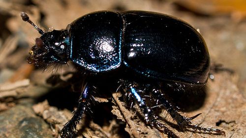 Tego jeszcze nie wiedzieliśmy o krzemie! 1