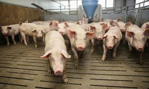 Koniec skarg na smród na wsi. Rząd szykuje przełomowe przepisy