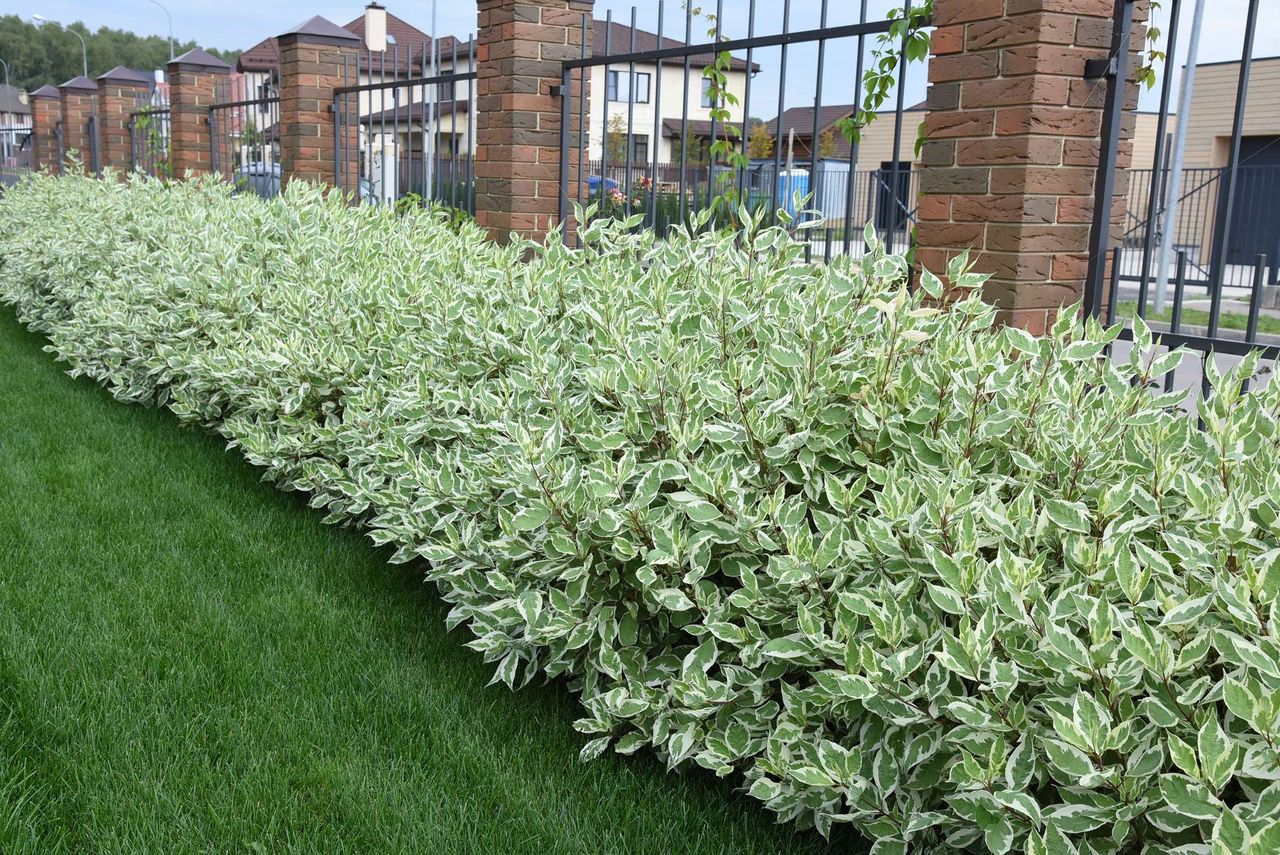 Bije na głowę tuje. Błyskawicznie odgrodzi od sąsiadów