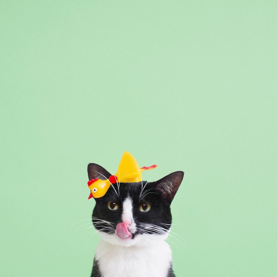 Poznajcie Cheeto – kotkę, która stała się muzą fotografa, inspiruje go i zmieniła podejście do życia