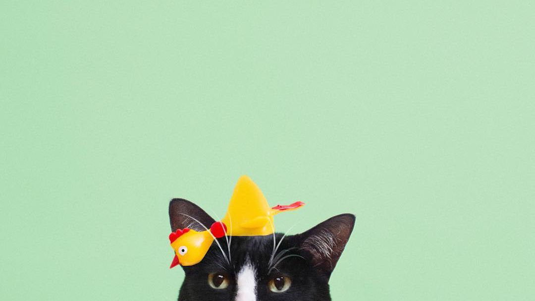 Poznajcie Cheeto – kotkę, która stała się muzą fotografa, inspiruje go i zmieniła podejście do życia 1