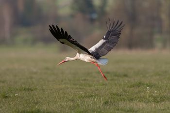 Ostatni moment na głosowanie. Do wyboru 12 wyjątkowych gatunków