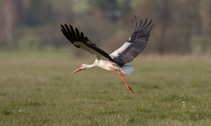 Ostatni moment na głosowanie. Do wyboru 12 wyjątkowych gatunków