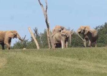 Śmierć słonicy na wybiegu. Czeskie zoo wyjaśnia okoliczności