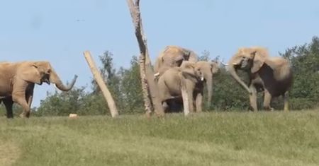 Śmierć słonicy na wybiegu. Czeskie zoo wyjaśnia okoliczności