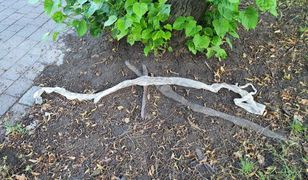 Katowice. Niezwykłe znalezisko na osiedlu. Wylinki 2,5-metrowego pytona