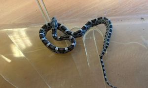 Zamieszanie w Gdańsku. Pojawił się w szkole. Wezwano służby