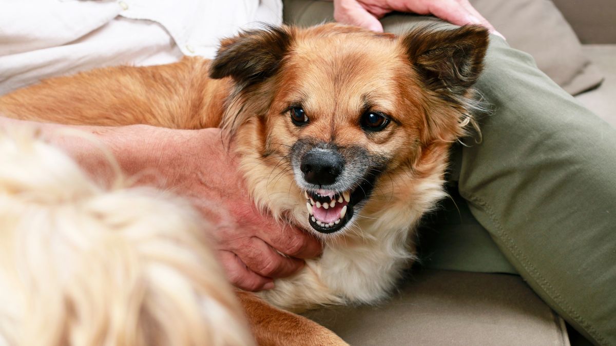 Pies może ostrzegać nas z pomocą zębów