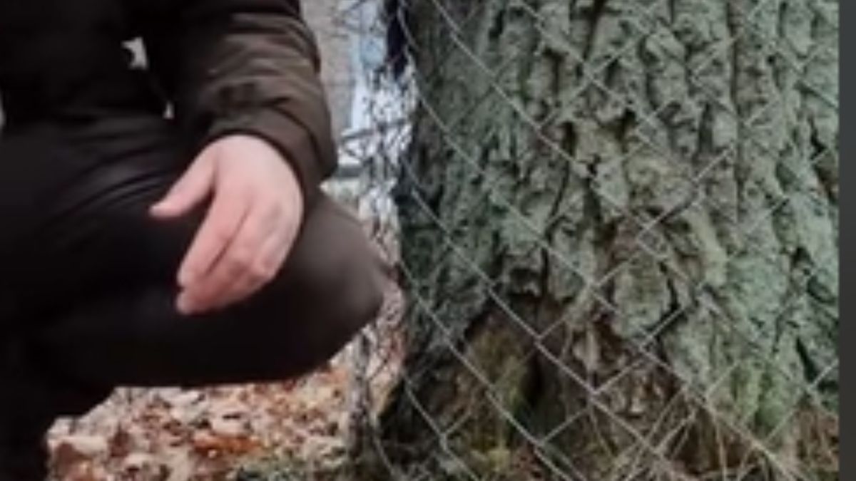 Ktoś owinął drzewa metalową siatką