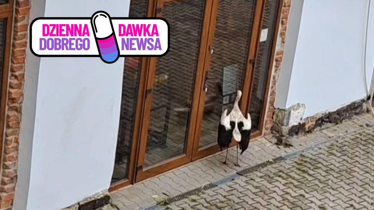 Bocian wraca codziennie o tej samej porze