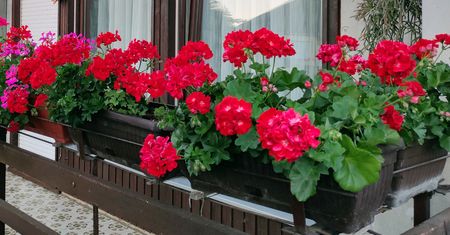 Wlej do doniczki z pelargoniami. Będą kwitnąć do mrozów