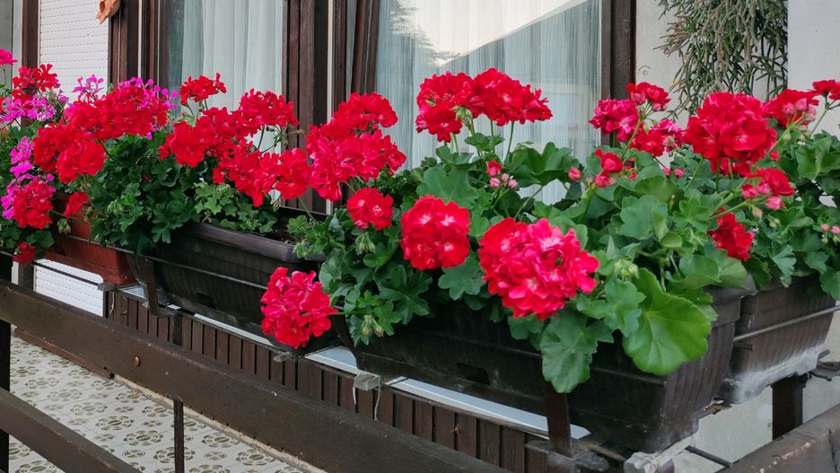 Pelargonie mogą kwitnąć aż do przymrozków