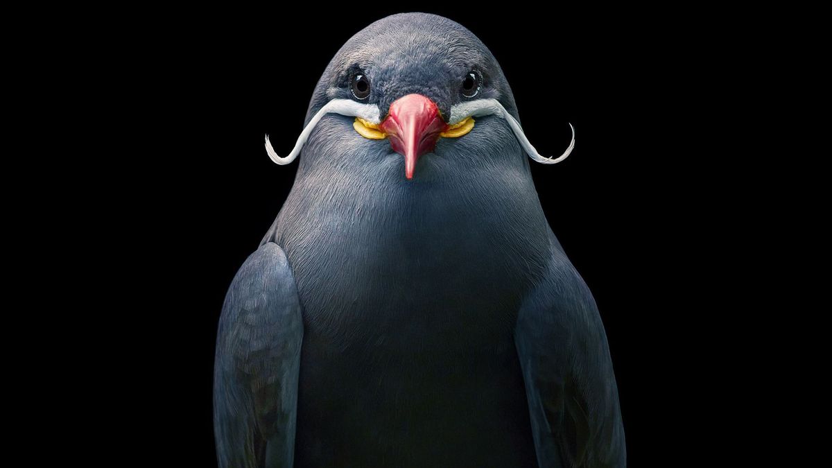 Ptaki, jakich nie znacie. Ich piękno ukazał Tim Flach 1