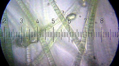 Zabawa w łapanie elektronów pochodzących z sinic 1