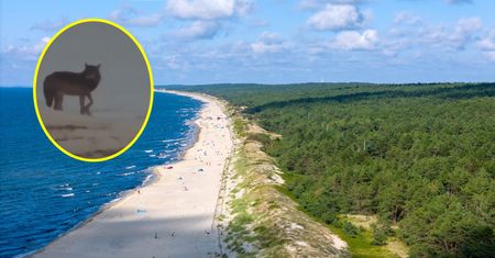 Nietypowy widok na plaży. Pojawił się w popularnym polskim kurorcie