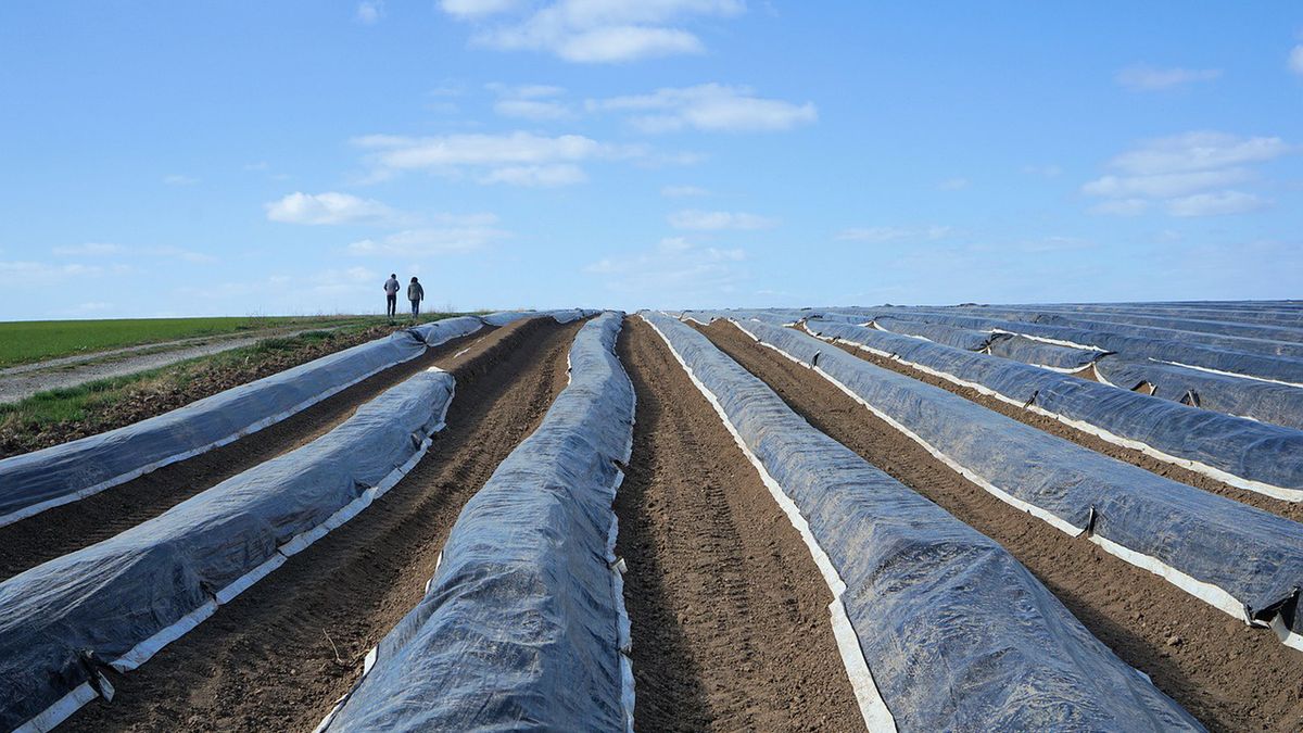 Hodowcy szparagów nie mogą znaleźć chętnych do pracy, choć płacą świetnie