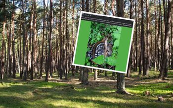 Wkrótce pojawią się w lasach. Leśnik apeluje. "Nie dotykaj"