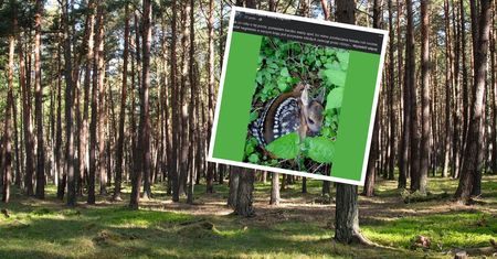 Wkrótce pojawią się w lasach. Leśnik apeluje. "Nie dotykaj"