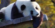 Śmierć pandy w Tajlandii. Chiny zapowiedziały śledztwo w tej sprawie