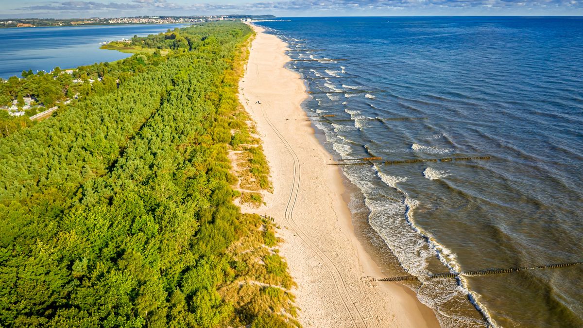 Chcą wyciąć drzewa na Półwyspie Helskim w Juracie