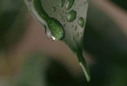 Wrocław. Koronawirus. Eksperymentalne Dni Otwarte na przyrodzie