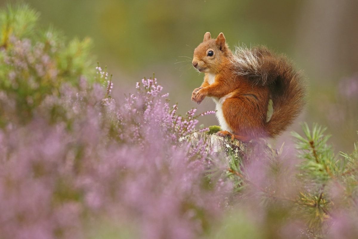 Nietoperz podczas polowania - zwycięskie zdjęcie British Wildlife Photography Awards 2018 11