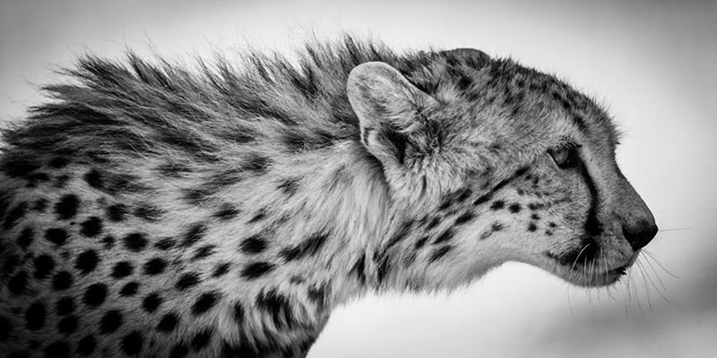 Laurent Baheux ujął charakter Afryki w czarno-białych portretach zwierząt 22