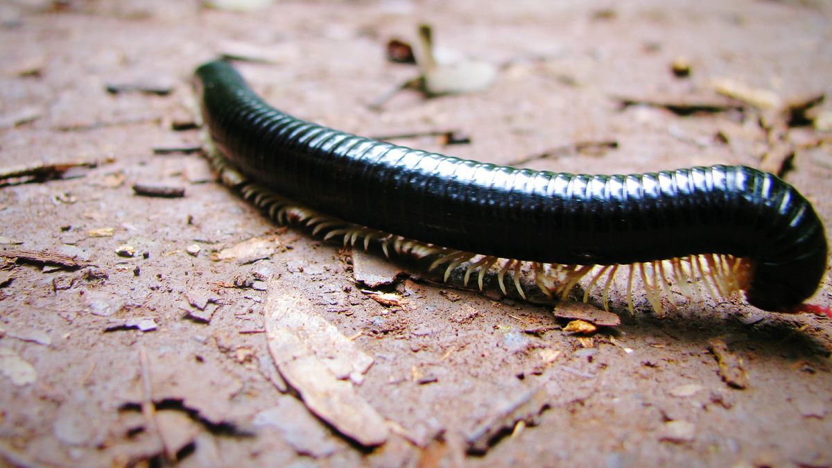 Krocionogi atakują w woj. śląskim
