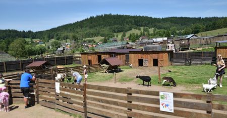 Zatrzymania i ewakuacja zwierząt. Służby weszły do prywatnego zoo