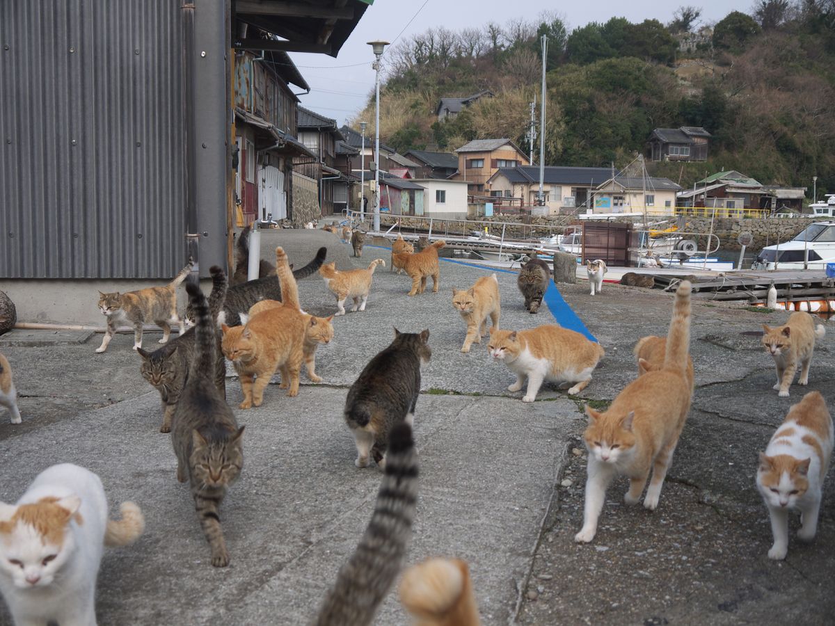 Na wyspie mieszka ponad 200 kotów