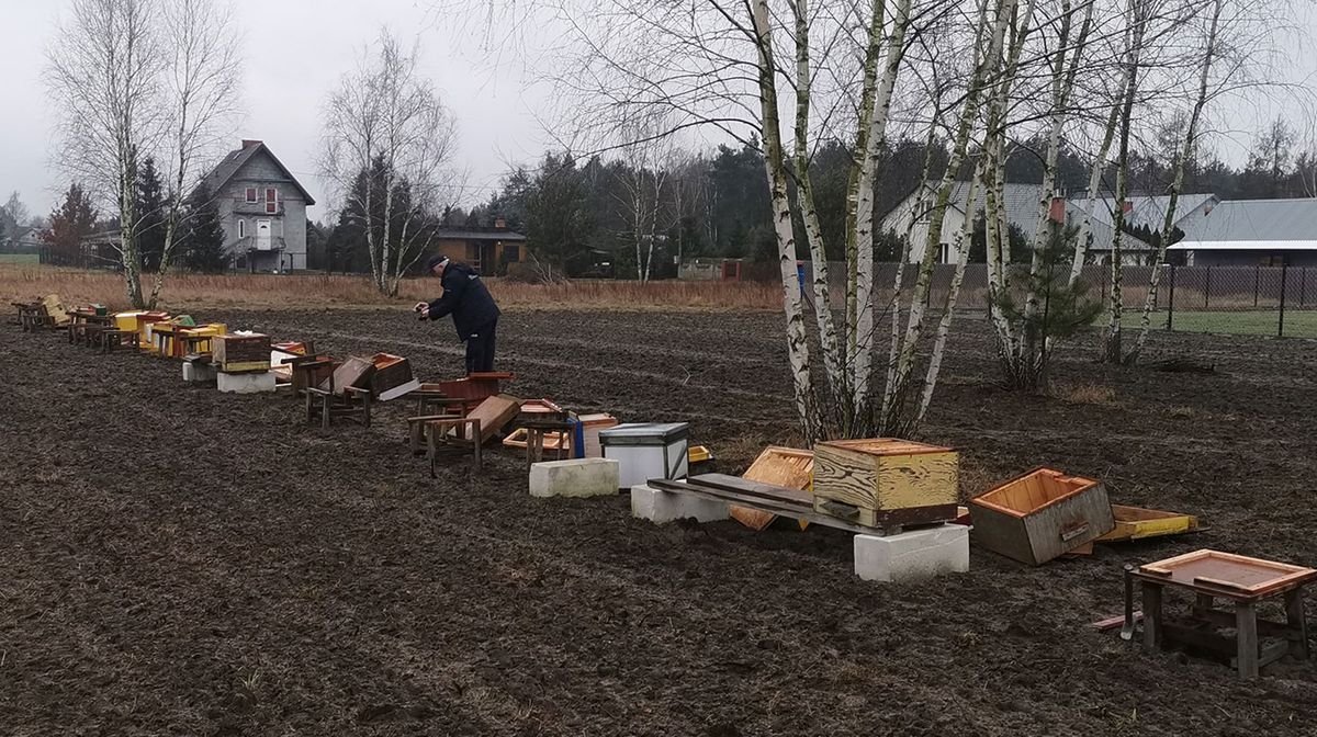 Zginęło pół miliona pszczół. Zniszczona pasieka na Mazowszu