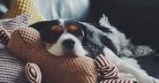 Zostaw zwierzę w domu bez obaw. Smart gadżety dla psów i kotów