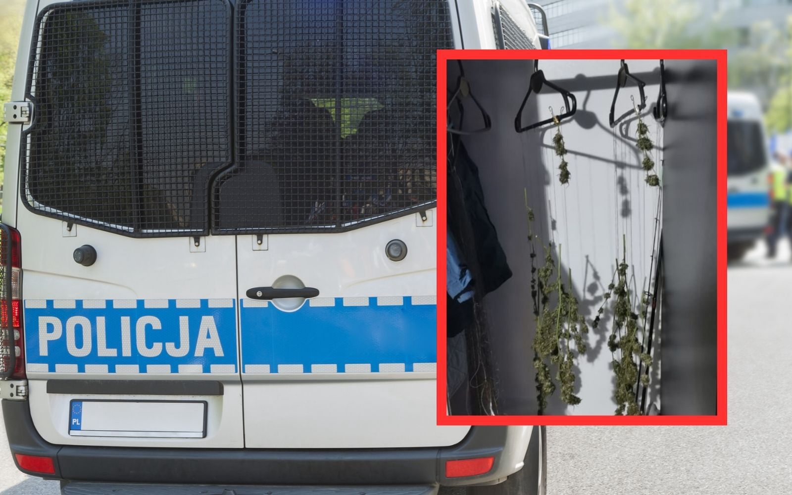Trzymał marihuanę w szafie