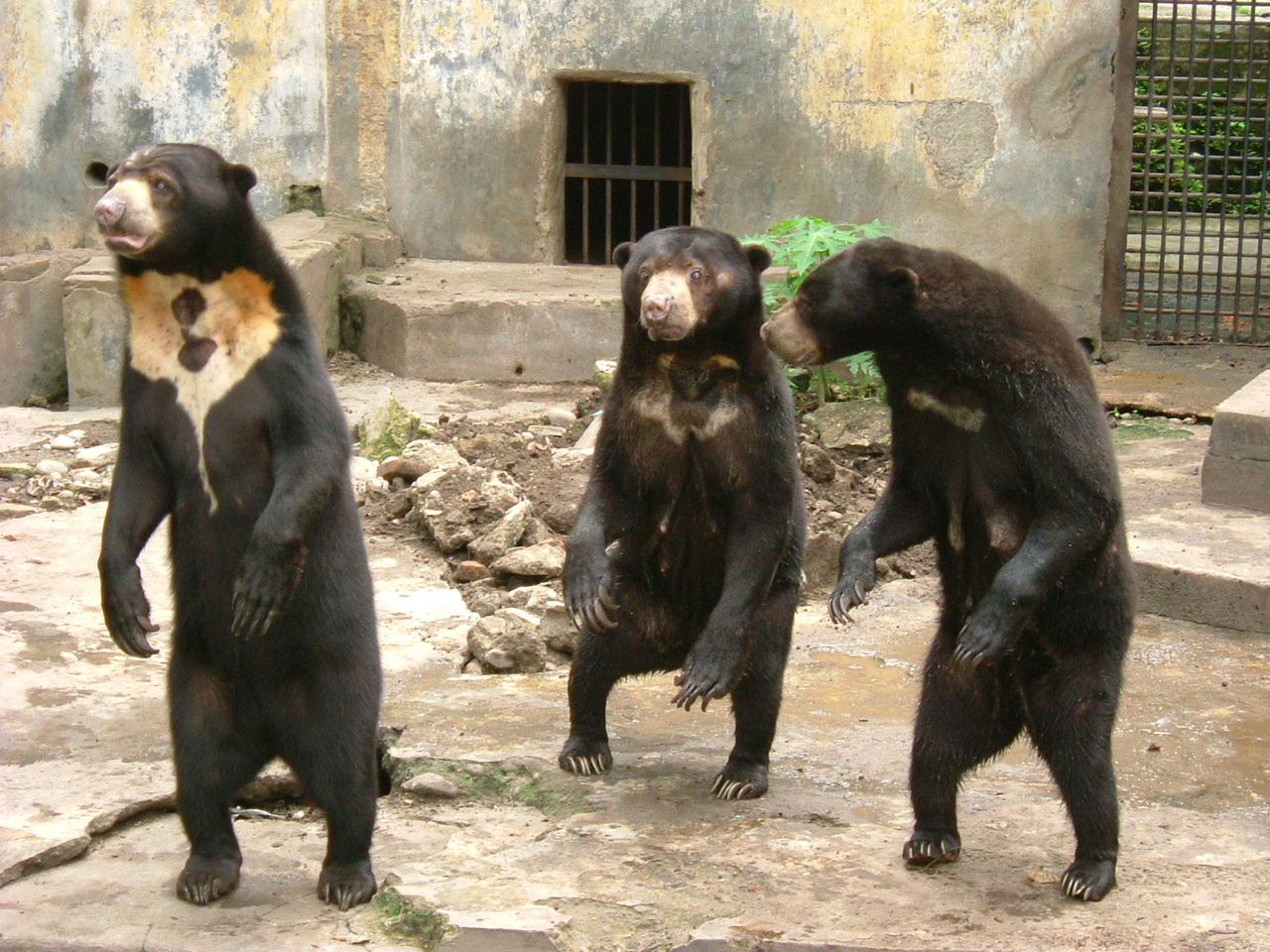 Zoo w Hangzhou: To nie ludzie w przebraniu, nasze niedźwiedzie słoneczne są prawdziwe