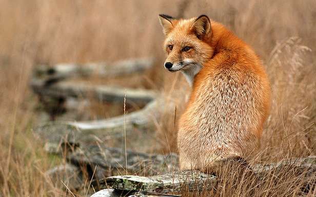 Lisek nie ma ochoty na udział w wyścigu? (Fot. Flickr/Minette Layne/Lic. CC by-sa)