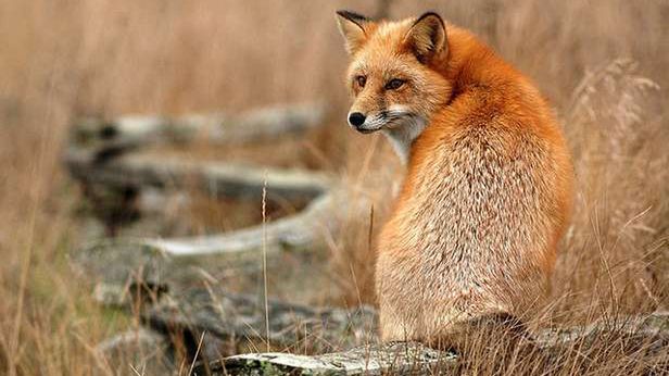 Chrome na drugim miejscu w Wielkiej Brytanii. Co dalej z Firefoksem? 1