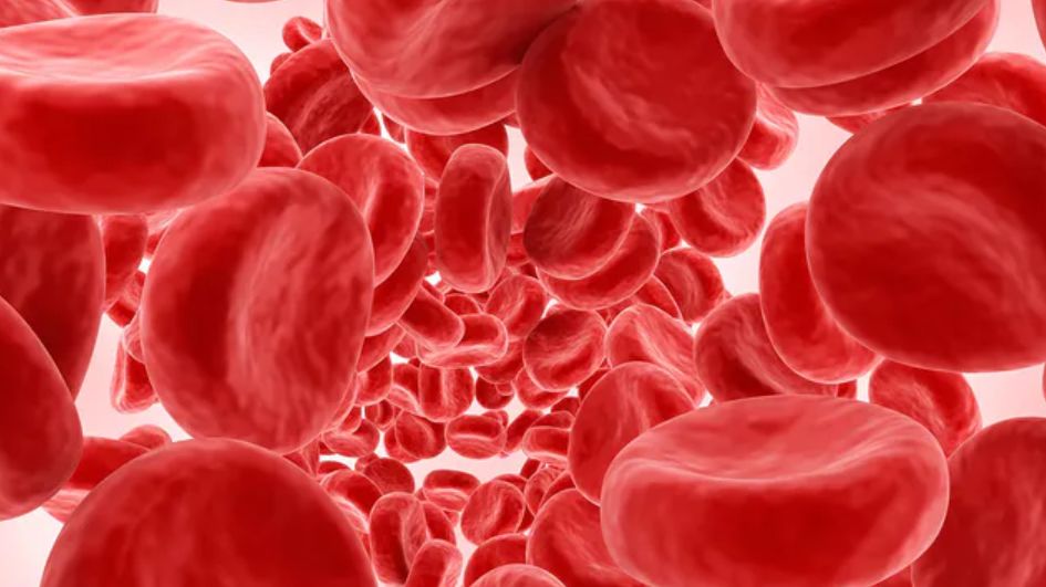 Fagocyty to wyspecjalizowane komórki, zadaniem których jest fagocytowanie pobranego materiału. Proces ten polega na wchłonięciu groźnych dla organizmu patogenów: bakterii, wirusów czy grzybów.