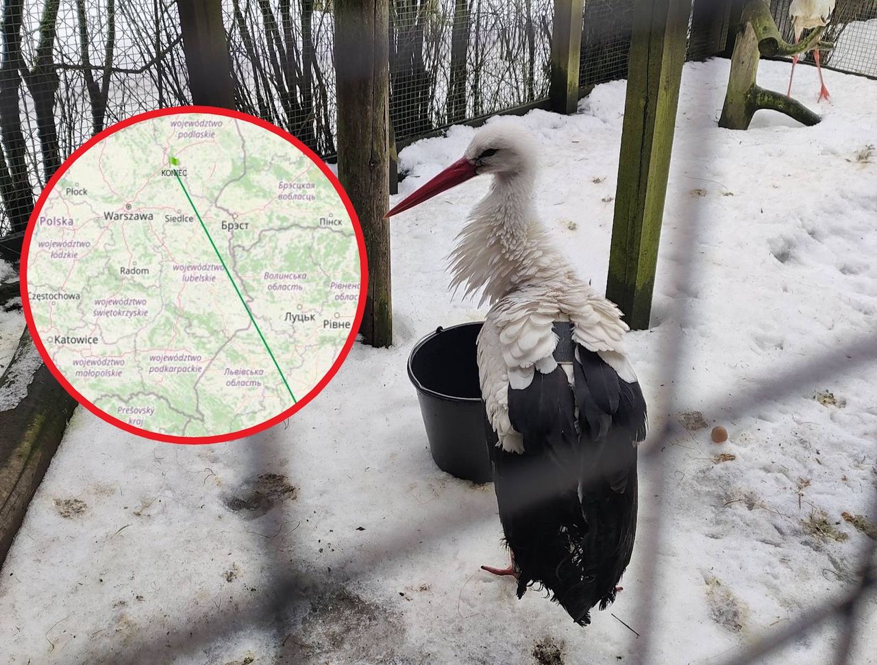 Badacz przeanalizował podróż Krutka. "Dość nietypowe dla bocianów"