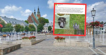 Ktoś rozrzuca truciznę w mieście? Na ulicach leżą martwe ptaki
