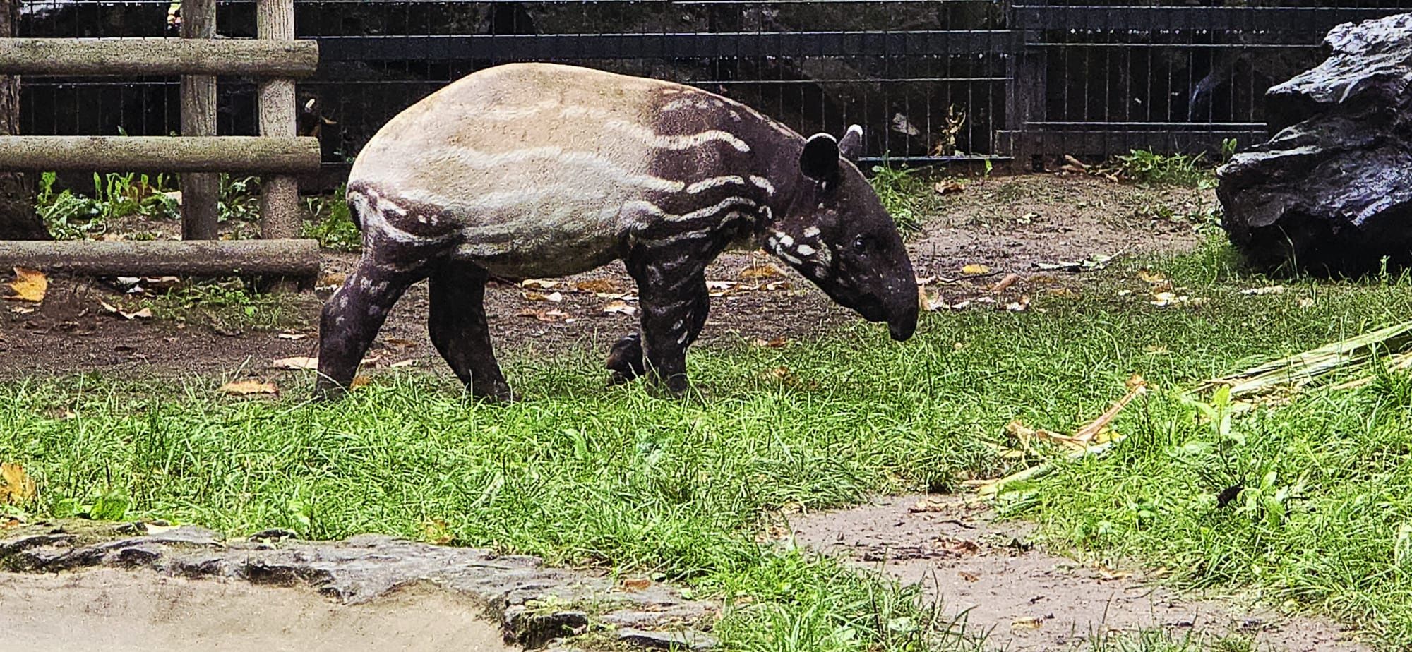 Tapir Baby Shower