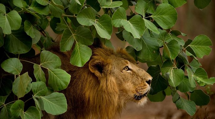 Dzika przyroda Indii