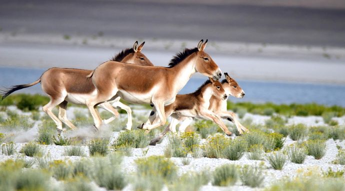 Dzika przyroda Indii