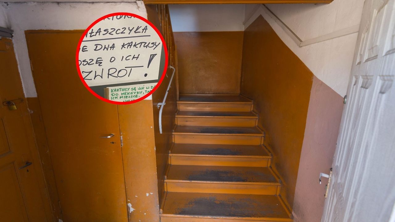 Sąsiedzki dramat o kaktusy. Absurdalny konflikt na klatce schodowej