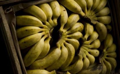 Po fuzji firm - największy na świecie dostawca bananów