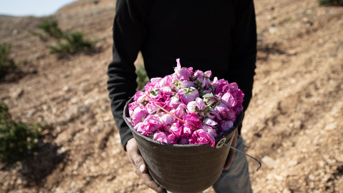 DAMASCUS, SYRIA - MAY 21: The harvest of the famous Damask rose begins in the town of Kaldun al-Marrah, located in Al-Nabk, a district of Damascus, Syria on May 21, 2025. Registered in 2019 on UNESCO's Intangible Cultural Heritage List, the Damask rose holds not only cultural and historical significance for the local people, but also economic value through the extraction of its essential oil used in perfume production. The harvested roses are soaked and then boiled for hours in large cauldrons to obtain the oil, which is primarily used in the production of high-quality perfumes, especially in France and other parts of Europe. In addition, rose water and various cosmetic products are also made from these roses. (Photo by Hasan Belal/Anadolu via Getty Images)