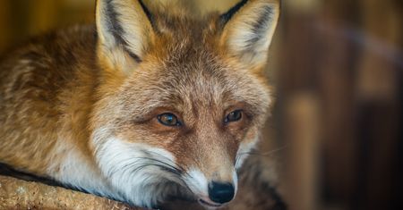 Firefox 65 już jest dostępny. W końcu poradzi sobie z grafikami WebP