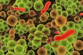 Haemophilus influenzae - choroby wywołane bakterią, szczepienie