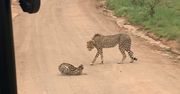 Serwal kontra gepardy. Niezwykłe nagranie z Afryki