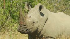Nosorożce z RPA. Obcięli im rogi, by je uratować