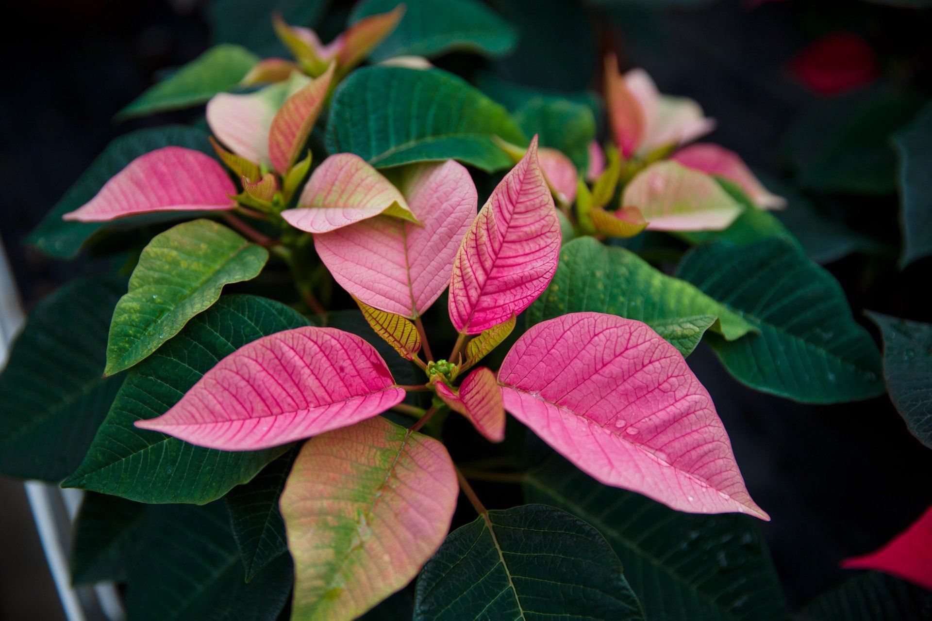 Gwiazda betlejemska ma wiele kolorów. Jaki wybrać?